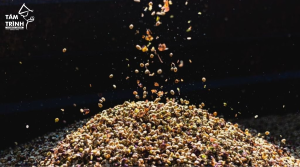 Processing Vietnamese Robusta Washed Grade 1 at Tam Trinh Viet Nam Coffee