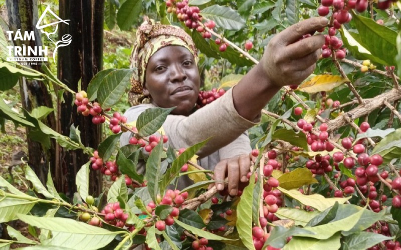 Uganda xuat khau ca phe
