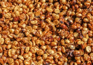 Honey Robusta process at Tam Trinh Coffee Viet Nam