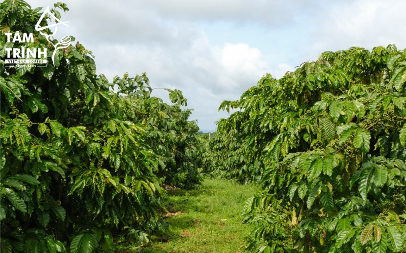 Arabica Coffee Grown in Lam Dong
