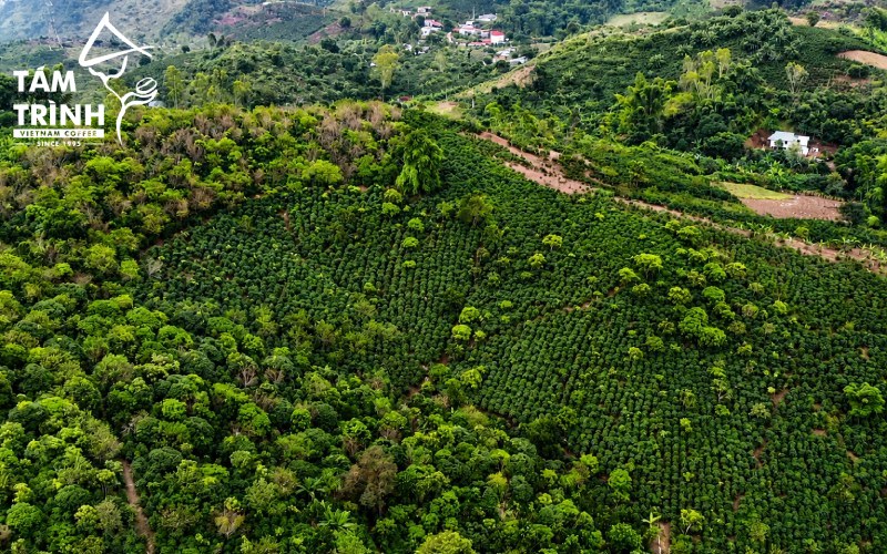 Arabica Coffee Grown in son la