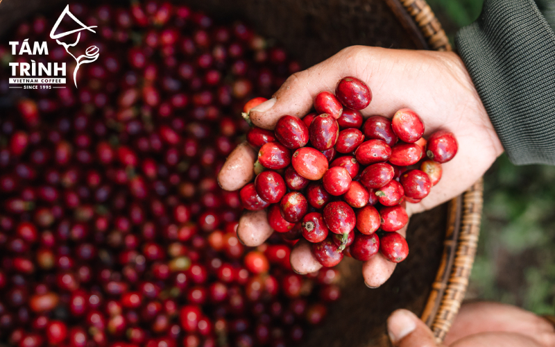 Coffee Cherry Sorting Process