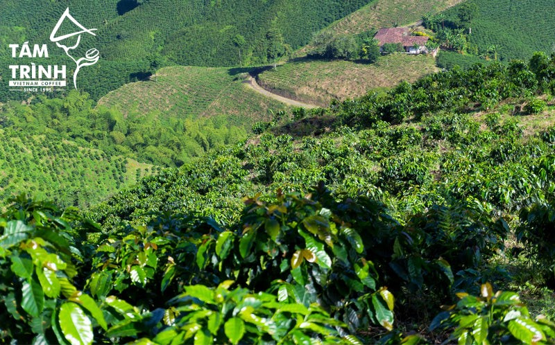 Coffee Plantations in Dien Bien