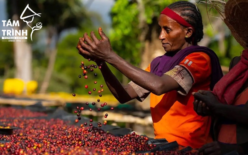 Ethiopia Exports Coffee