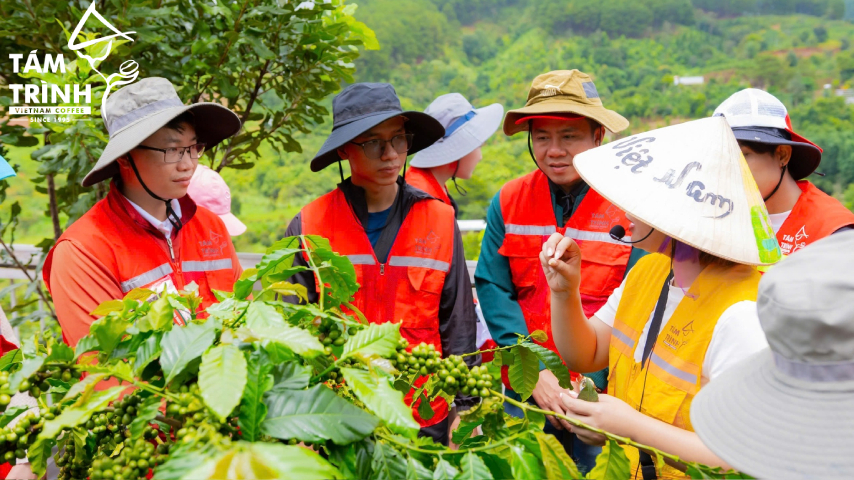 Experience Farm-to-Cup at Tám Trình Coffee