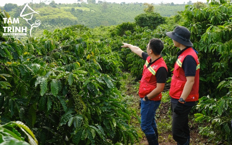 Coffee Farm in Lâm Hà (Lâm Đồng)