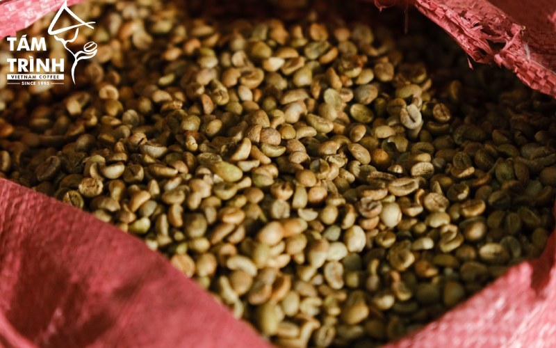 Green Bean Coffee robusta