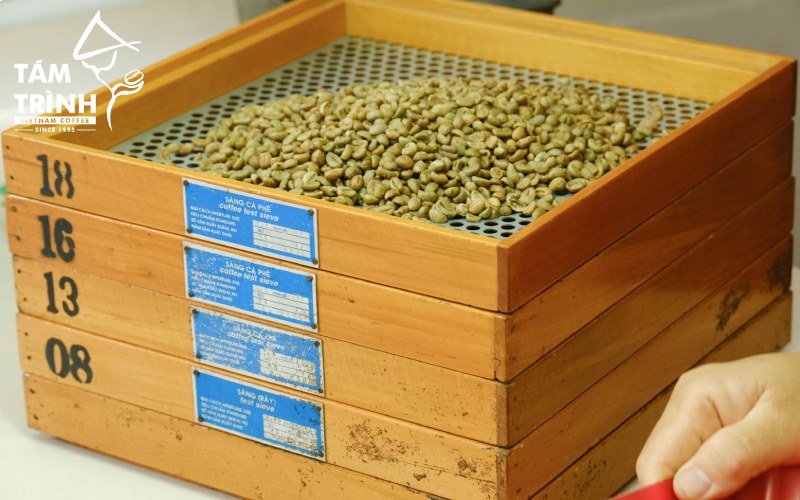 Green Coffee Beans for