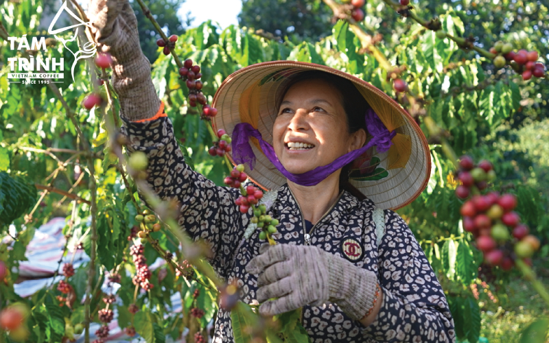 Post-Harvest Coffee Processing