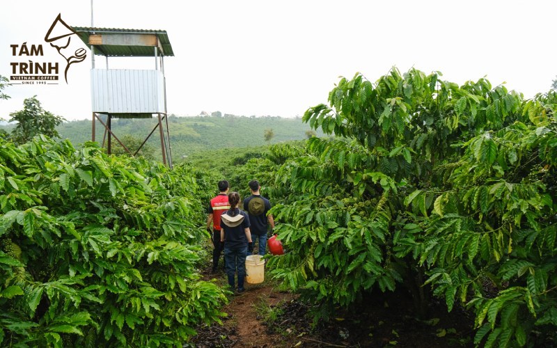Tam Trinh Coffee Controls the Growing Process
