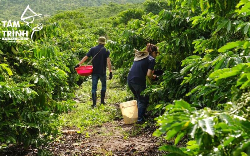 Tám Trình Coffee carefully manages clean coffee-growing regions.