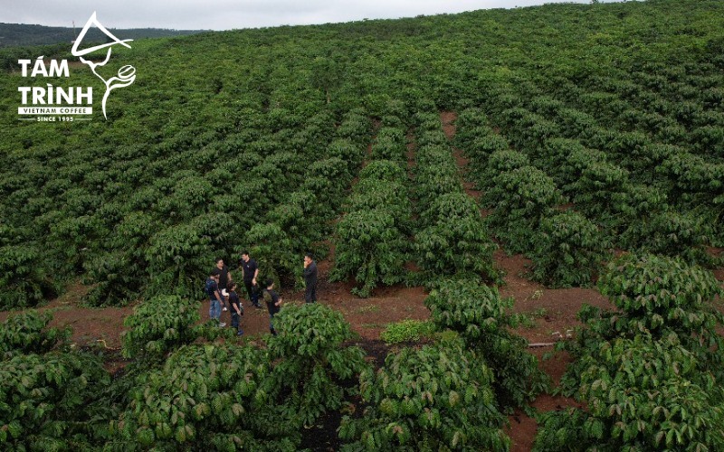 Tam Trinh Coffee farm