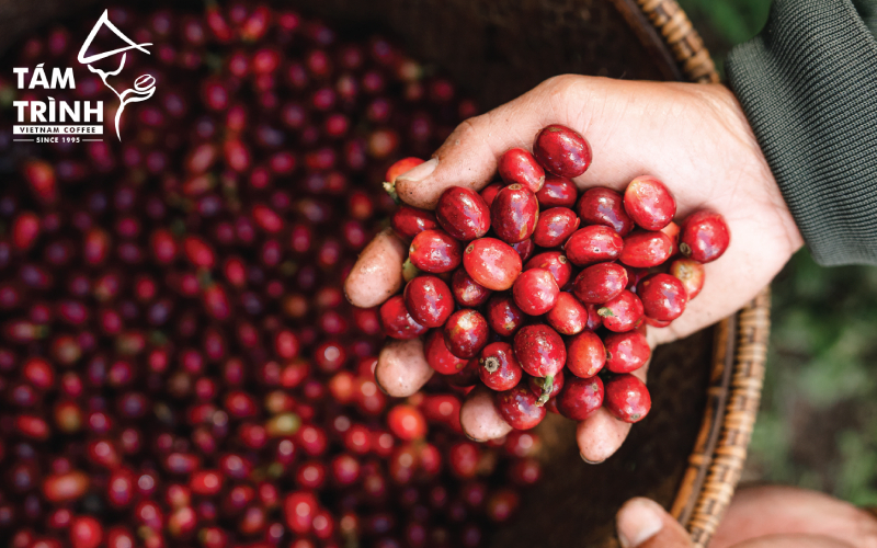 The Global Coffee Market in 2026 Continues to Experience Volatility