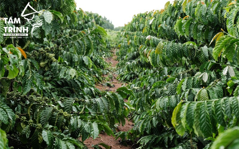 Vast coffee plantations in the Central Highlands