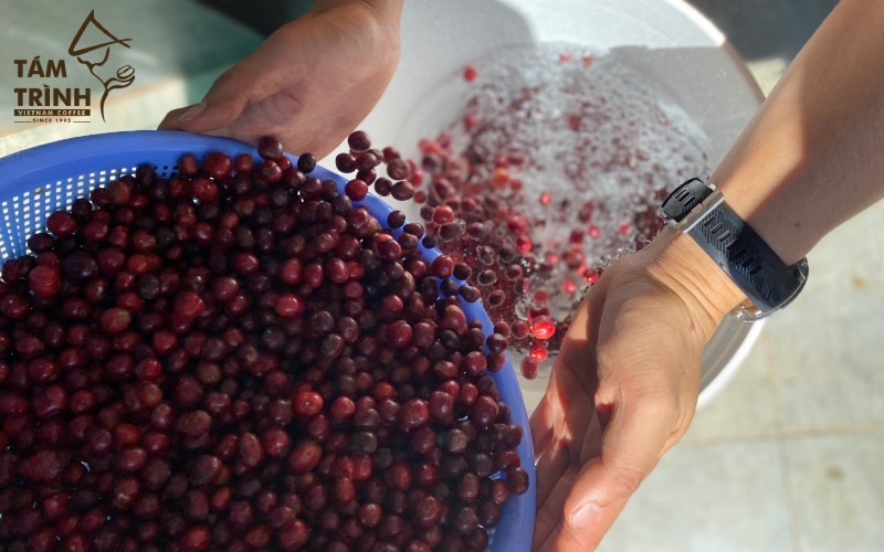 Steps in the wet processing procedure - Tám Trình Coffee Exporter