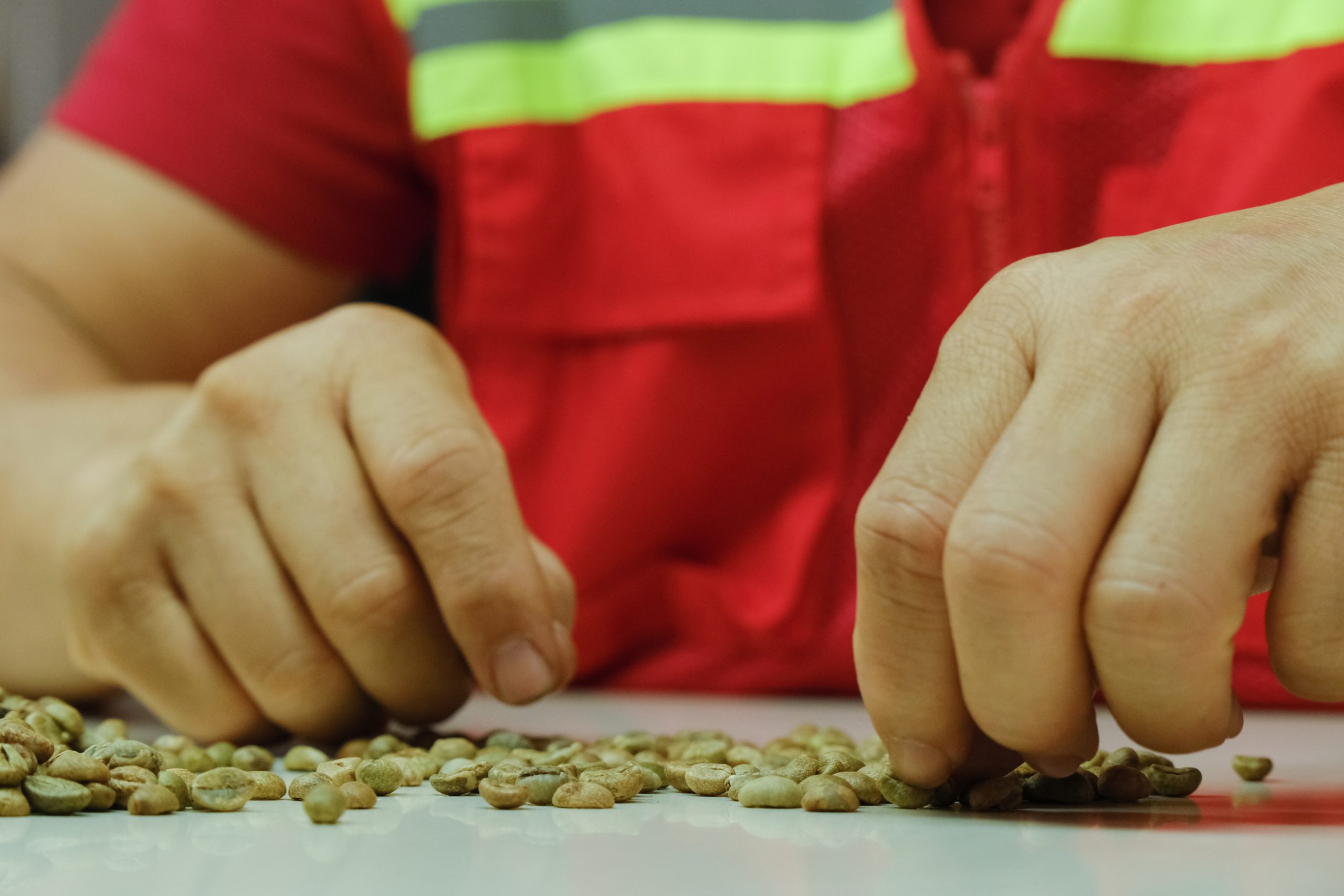 phan loai va kiem tra coffee scaled