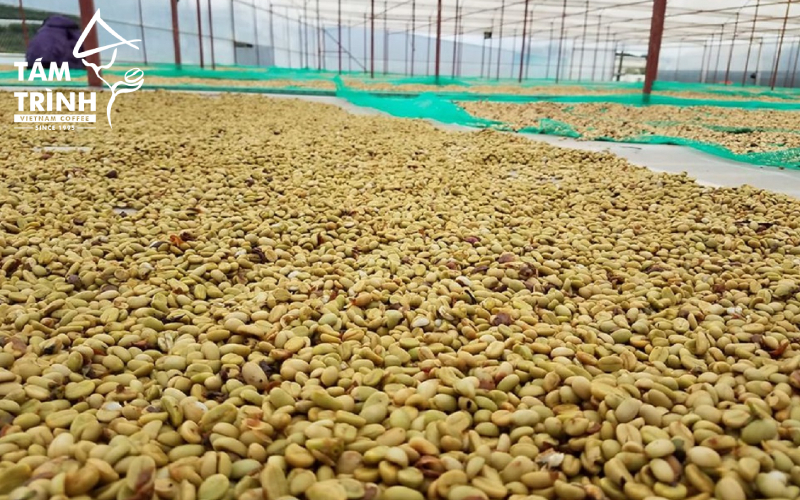 Có nhiều phương pháp chế biến cà phê khác nhau