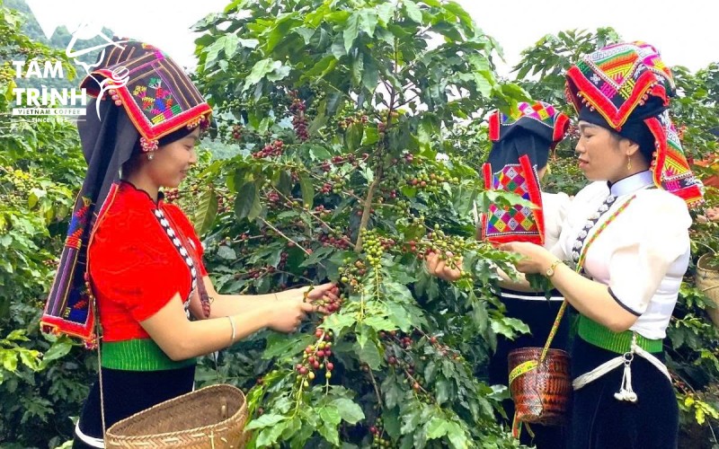 Thu hái cà phê ở Sơn La