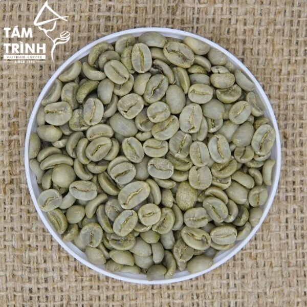 Arabica Catimor coffee