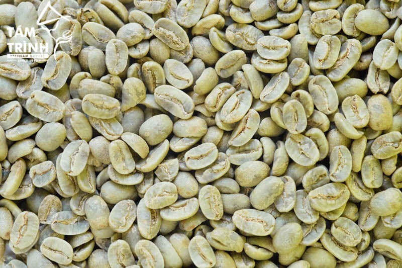 Arabica Typica coffee