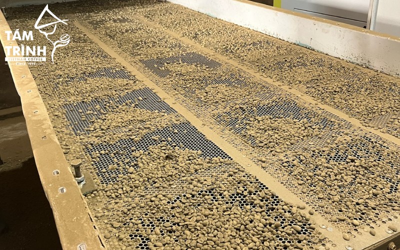 Coffee beans are classified according to screen size.