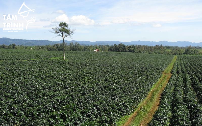 Dak Lak is located at an average elevation of 400–800 m.