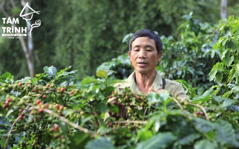 Dien Bien is a region with potential for developing Arabica coffee cultivation in Northern Vietnam.