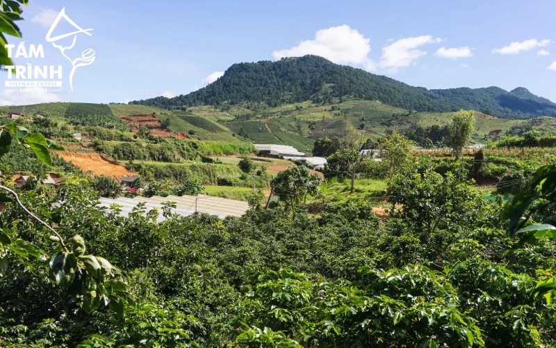 Robusta in the Central Highlands is commonly grown at elevations of 500–1,000 m.