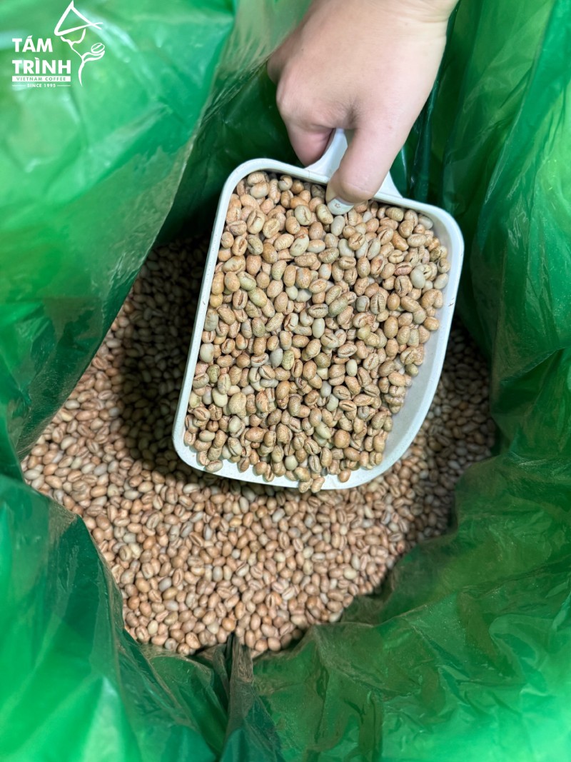 Robusta is Vietnam’s main coffee variety.