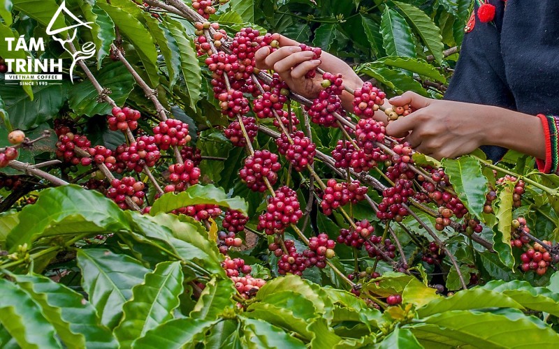Dak Nong provides favorable conditions for the stable growth of coffee trees.