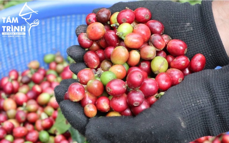 Giá Robusta có thể giảm nhưng không giảm quá sâu