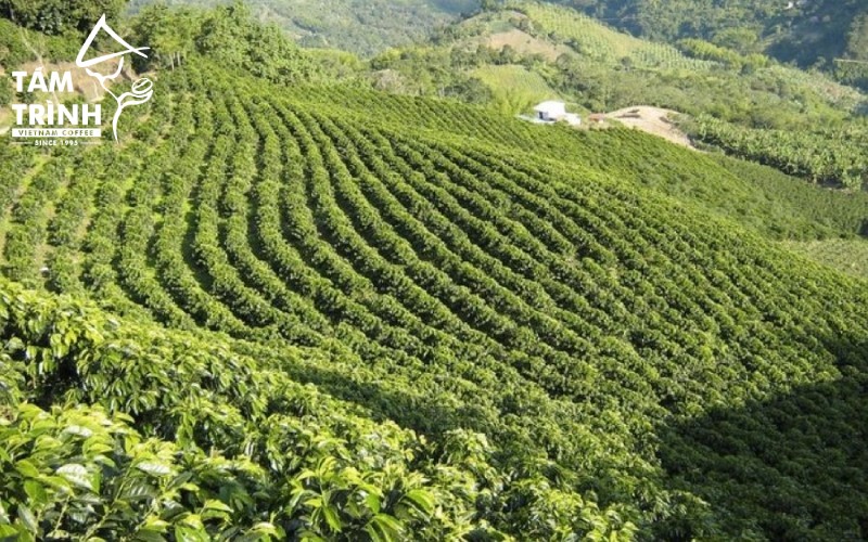 Coffee plantations in Gia Lai.