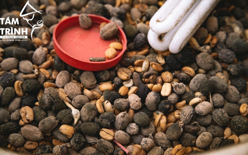 Hạt cà phê bị lỗi