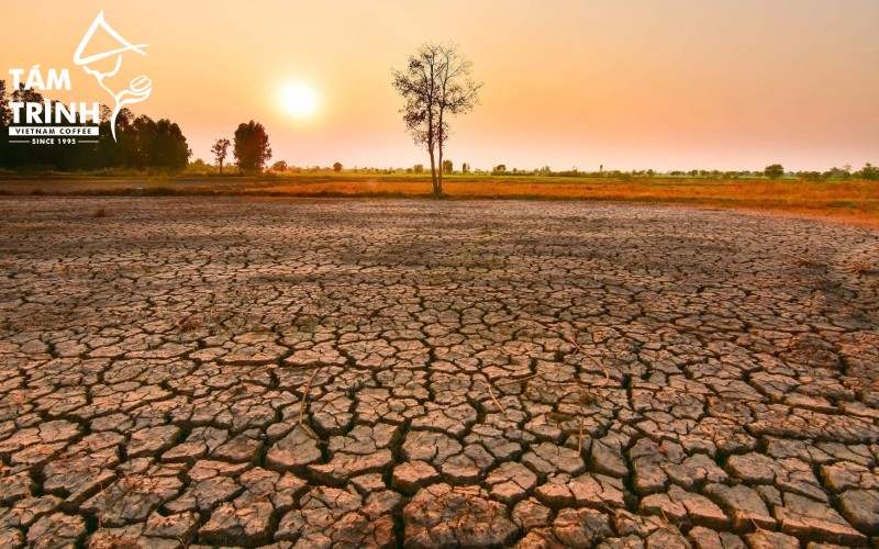 Hiện tượng El Niño ảnh hưởng mạnh đến sản lượng và chất lượng cà phê
