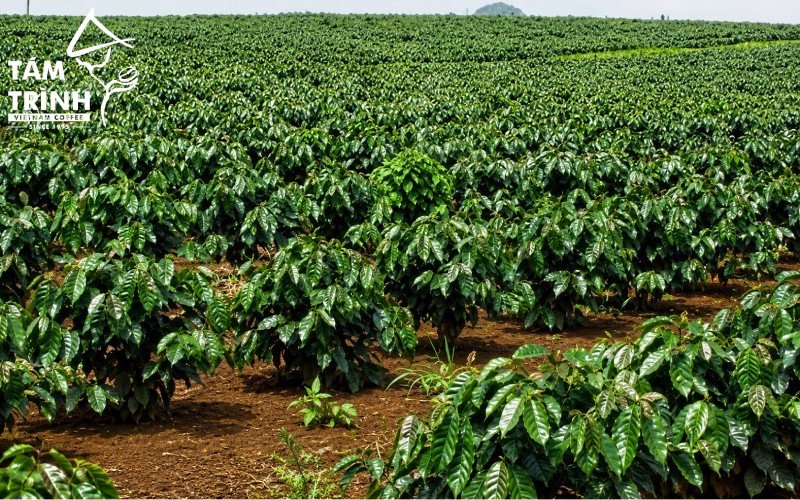 Kon Tum features fertile red basalt soil.