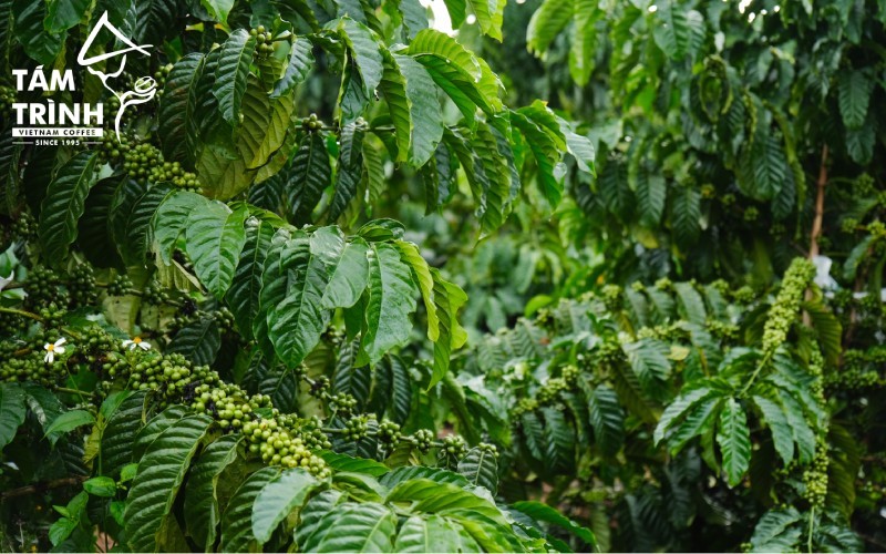 Lâm Đồng có điều kiện tự nhiên thuận lợi để phát triển cà phê