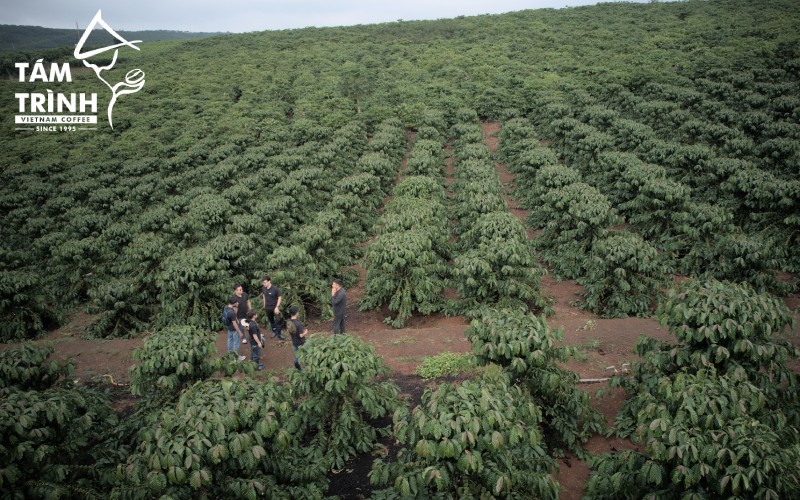 Lam Dong has a favorable climate for the development of high-quality Robusta.