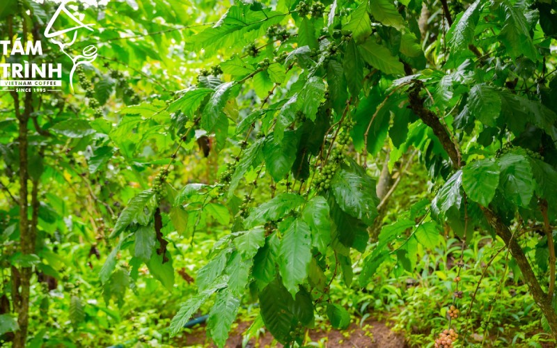 Lâm Đồng có điều kiện thuận lợi để phát triển Fine Robusta