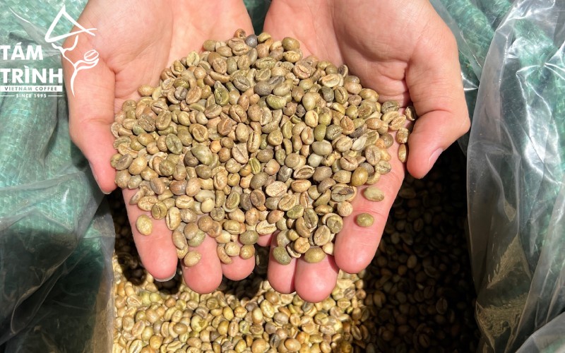 Nhân xanh Robusta từ Tám Trình Coffee