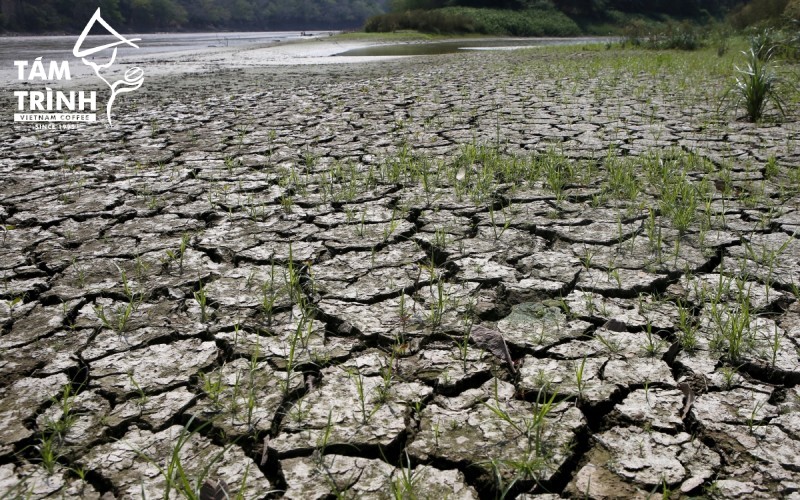 Tình trạng nắng nóng, khô hạn kéo dài ảnh hưởng đến mùa vụ