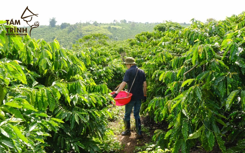 Vùng Nguyên Liệu Ổn Định Và Đáp Ứng Tiêu Chuẩn EUDR