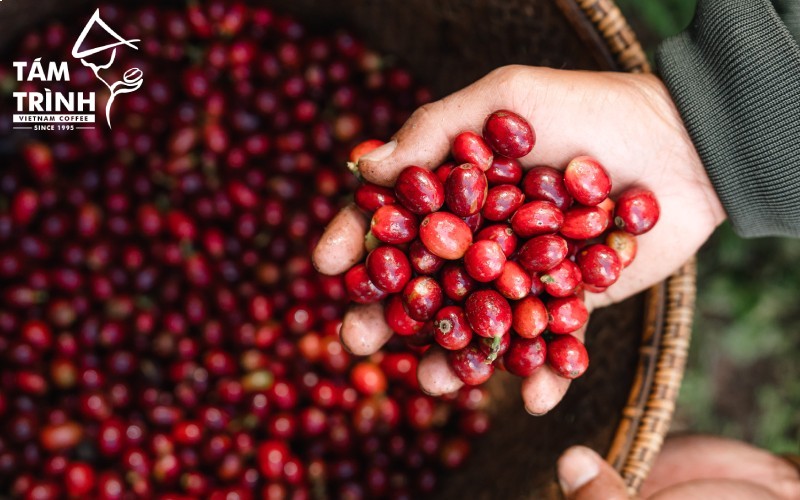 The percentage of ripe cherries at harvest affects coffee quality.