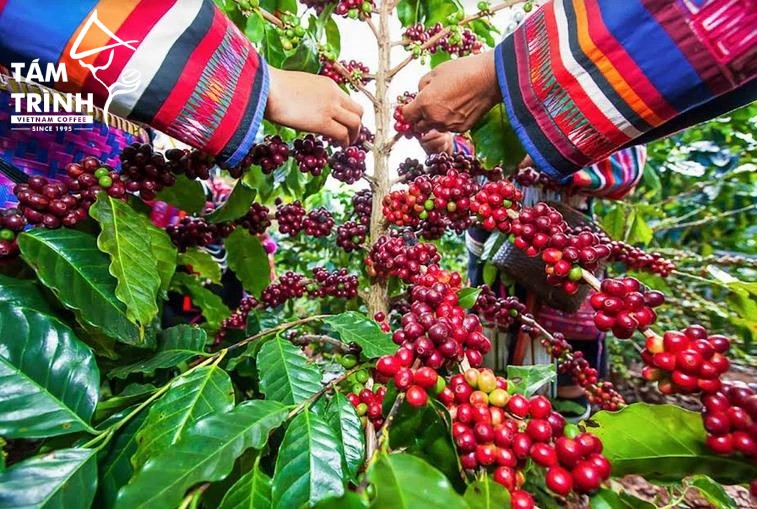 Cà phê Lào đến từ cao nguyên Bolaven