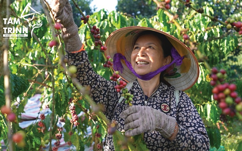 Sau khi hái cà phê sẽ tiến hành phân loại sau thu hoạch