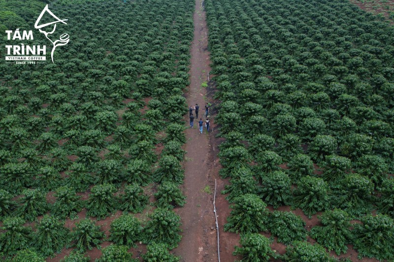 Thị trường cà phê châu Á - Thái Bình Dương