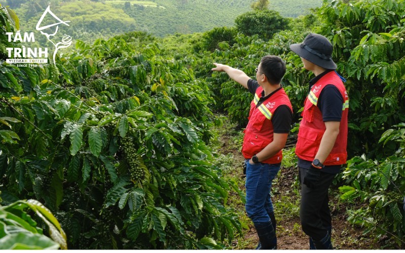 Việt Nam là cường quốc Robusta của châu Á