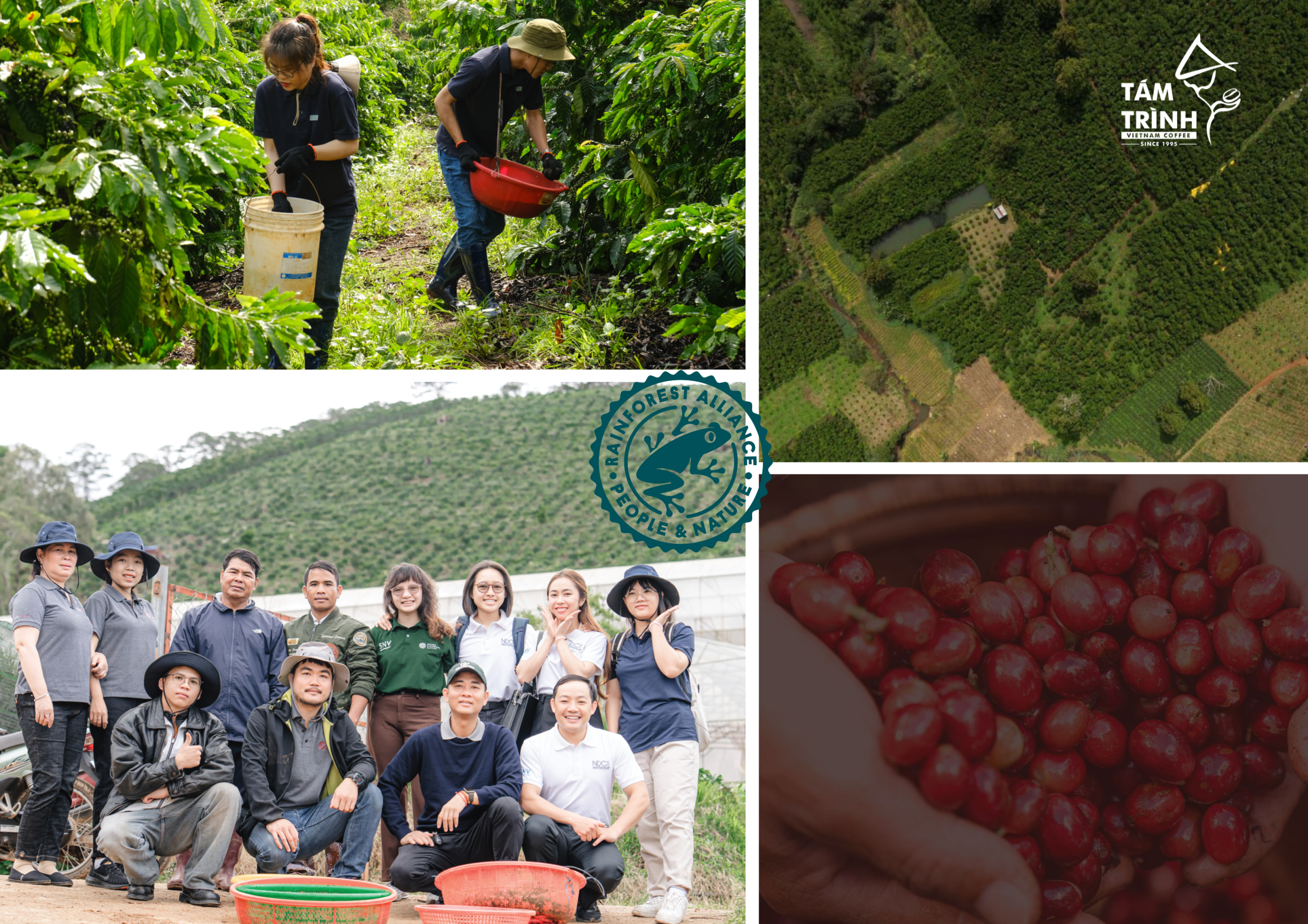 Chứng nhận Rainforest Alliance tại Việt Nam
