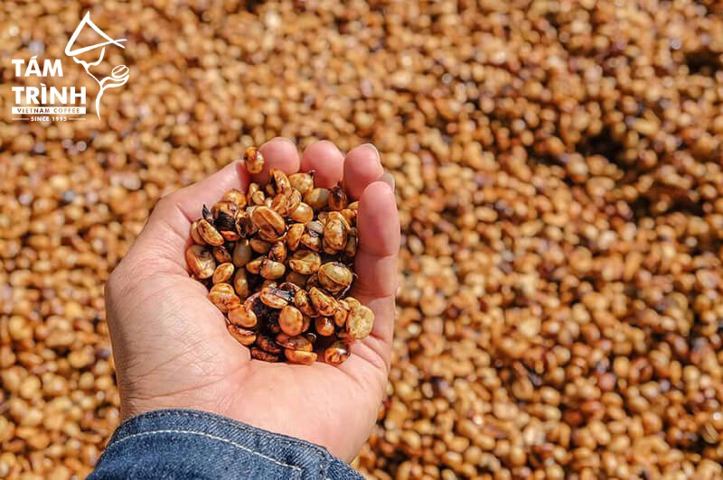Cà phê Arabica Honey có độ sạch cao