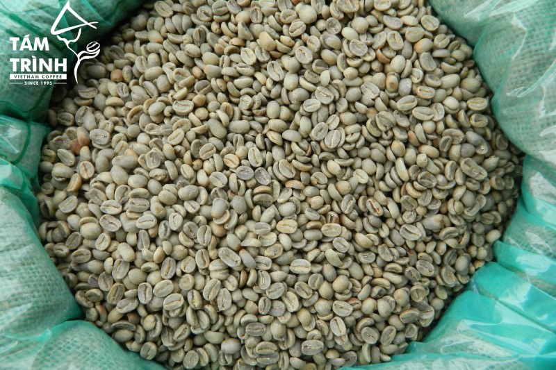 Tám Trình Coffee cung cấp cà phê nhân xanh cho nhiều đối tác