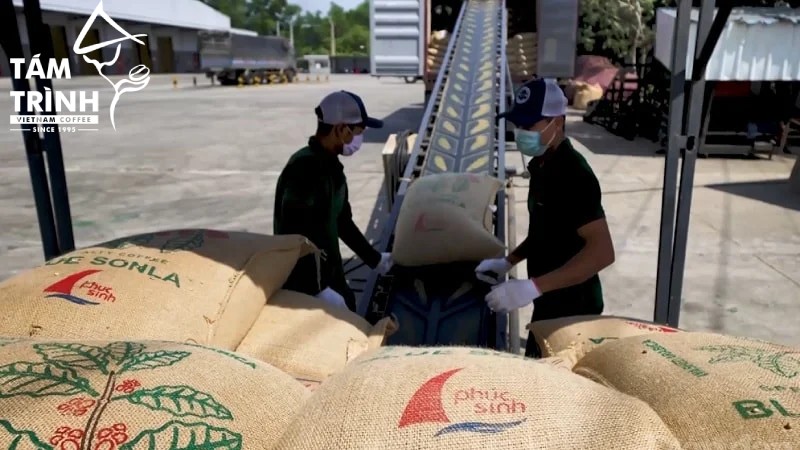 Phuc Sinh Group là đơn vị nhiều năm kinh nghiệm trong lĩnh vực xuất khẩu cà phê